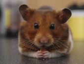 � �������� ���������� ������ �����������, �������� ��-�� ������ � �������������