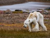 ������� ������������ � �������� ����������� ������ ��������