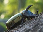 ���������� ������, ���������� �� ���� ����� �� ���-�����, �������� �����