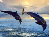 ��� ���� � ���� ���� � �������� � ����� � ������� ���� 20 �������