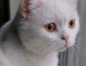  ������� ���������� ��� ��������. �����