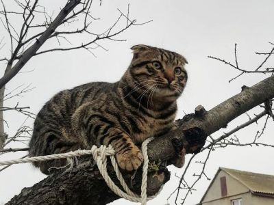 ���������� ������� "���������� ���"