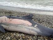 В Крыму устанавливают причины массовой гибели дельфинов