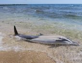 Выбросившийся в центре Феодосии дельфин погиб