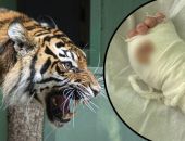 Директора парка "Тайган" будут судить за поведение его тигра