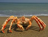 ������ �������� ��������� ������ �� ������ 2020 ���� ����������� � ������� ����� ������� �� ����������� �����