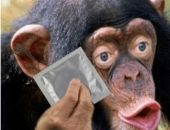 ВОЗ оценила риски появления оспы обезьян в России 