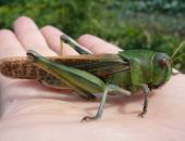 ��� ���� � ���� ���� � �������� � ����� � ������� ���� 4 ����