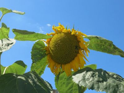 ��������: ������ ���� �� �������� ����