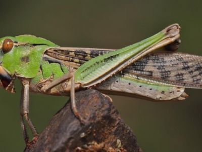 ���� ���� ��������� �������, ������� �������