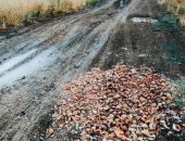 В Керчи ямы на дорогах засыпают раковинами рапанов