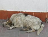 Эксперт объяснил агрессивное поведение собак на улицах Крыма