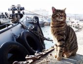 В Севастополе открыт пункт реабилитации котов