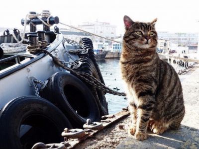 � ����������� ������ ����� ������������ �����
