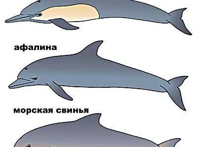 �������� ��������� ׸����� � ��������� �����!
