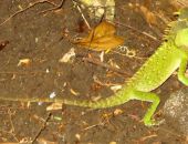 ���������� �������� � �����-���������� ����� �������