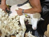 В Крыму завершилась стригальная кампания овец