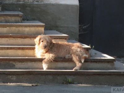������� �������� ��������: ����� �����������