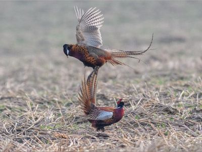 � ����� �� ���� ��������� �������