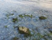 В Керченском проливе медузный кошмар: тысячи медуз заполонили берег 