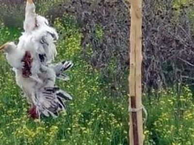 � ������ ��� ������ ��������� ���� ������