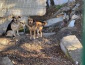 В Крыму после объявления "частичной мобилизации" 11 собак попали на передержку в приют