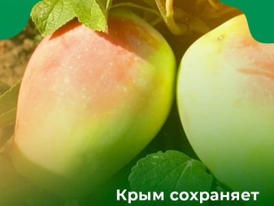 ��������: ���� ��������� ����������� ����� �����