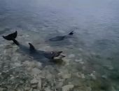 � ����������� ���������� �������� �� �������� ���������