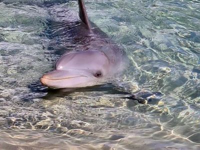 � ���� ����� ���� ���������, ����������� ������������ ����������� � �����������