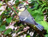 � ��������  ������-���������