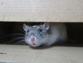 � ���������� ����������� ��������� �������� �����