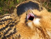 � �������� ������ ����