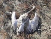 � ���������� ������� ��������� �������� ������ ��������, - � ������� ����