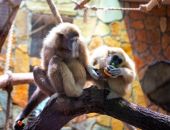 � ������ ���������� ������� ��������� �� �������� ��������