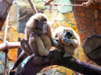 � ������ ���������� ������� ��������� �� �������� ��������