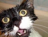 � ��������� ����������� ��������� � �������