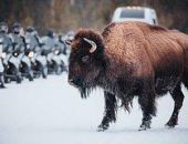 ����� ������� ������� ��-�� ������������ � �������� �����