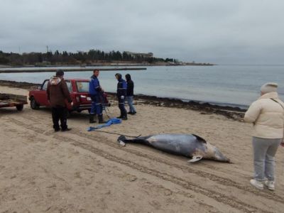 � �����������  ����������� ������ � ����������