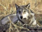 ��� ���� � ���� ���� � �������� � ����� � ������� ���� 15 ������