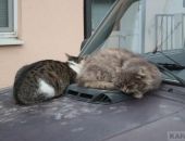 ���������� �� ��� �����