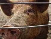 ������ ����� ������� ��� ����������� �������