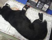 � �������� ����������� ���������� �����