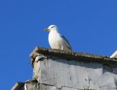 ��������: 30 ���� �� �����