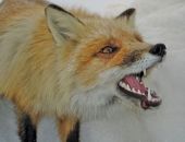 � ������� ��� ��������� ����������� ��������� � ����