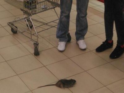 � ���������� ����������� �������� ���������� �������� �����