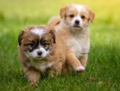 �������� ��������� ������� �� ������� �������� �������� �� ��� ������� ���������