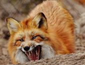 ������������ ������������ ����� �����������