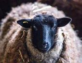 ����������� ��������� ������� �� ������ ��� ����� ���� � �������