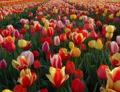 ���������� ��������� ��������� �� ����������� ���������