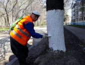 В Крыму рассказали о вреде ежегодной побелки деревьев 